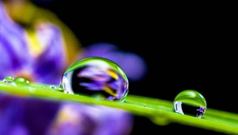 Macro Photography - Close up camera shot of water drop on a blade of grass